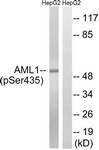 AML1 (Phospho-Ser435) antibody