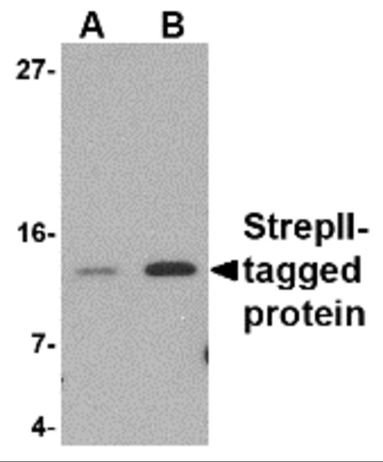 StrepII-tag Antibody