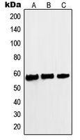 c-Myc (phospho Ser62) antibody
