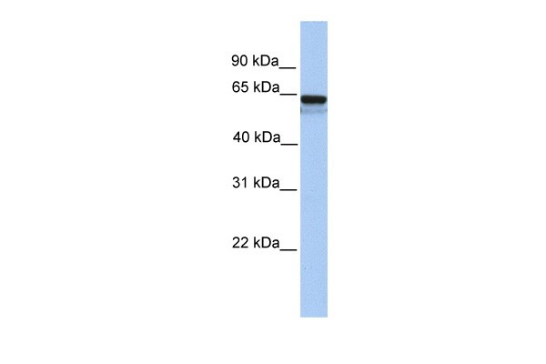 LCK antibody - N-terminal region