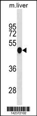 Mouse Irf3 Antibody