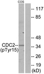 CDC2 (Phospho-Tyr15) antibody