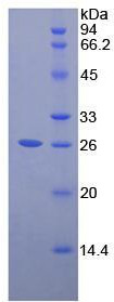 Recombinant Pepsinogen A (PGA)