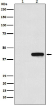 His-Tag Mouse Monoclonal Antibody