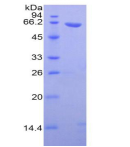 Recombinant Wingless Type MMTV Integration Site Family, Member 5A (WNT5A)