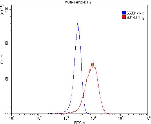 CD206 Antibody