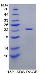 Recombinant Human Apolipoprotein E (APOE)