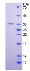 Recombinant Peptidylglycine Alpha Amidating Monooxygenase(PAM)