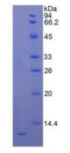 Recombinant Human Interleukin 8 (IL8)