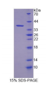 Recombinant Kelch Like ECH Associated Protein 1 (KEAP1)