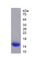 Recombinant Tumor Necrosis Factor Ligand Superfamily, Member 13 (TNFSF13)