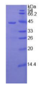 Recombinant Human Complement Component 3 (C3)