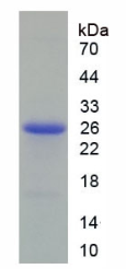 Recombinant Rat  Peroxiredoxin 6 (PRDX6)